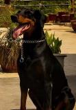 Cute Dog